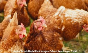 Usaha Ternak Modal Kecil dengan Potensi Keuntungan Stabil