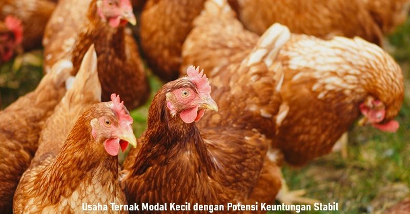 Usaha Ternak Modal Kecil dengan Potensi Keuntungan Stabil